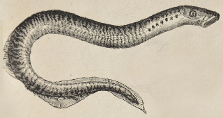 Illustration for article titled Your Jaw Is Basically a Fish Gill (Plus Millions of Years of Evolution)